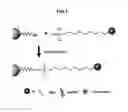Fig. 02 - Universal enzyme responsive linker for assembling ligands on DNA functionalized nanomaterials