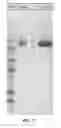Fig. 09 - Methods of purifying Fc-containing proteins