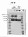 Fig. 06 - Human cytomegalovirus gB polypeptide