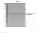 Fig. 07 - Method for producing TLR5 agonist protein