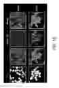 Fig. 03 - Methods and compositions for reducing infectivity of virus particles comprising an ERGIC-53 polypeptide