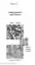 Fig. 03 - Compound that specifically binds to KIR3DL2 for use in the treatment of peripheral T cell lymphoma