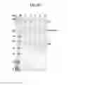Fig. 06 - Dual specificity antibody fusions