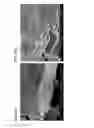 Fig. 14 - Methods of making gels and films using curli nanofibers