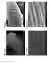 Fig. 15 - Methods of making gels and films using curli nanofibers