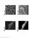 Fig. 19 - Methods of making gels and films using curli nanofibers