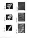 Fig. 20 - Methods of making gels and films using curli nanofibers
