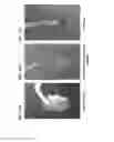 Fig. 29 - Methods of making gels and films using curli nanofibers