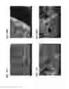 Fig. 33 - Methods of making gels and films using curli nanofibers