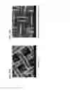 Fig. 37 - Methods of making gels and films using curli nanofibers
