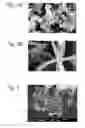 Fig. 03 - Production of crystalline carbon structure networks