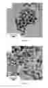 Fig. 04 - Colloidal suspension of gold nanoparticles