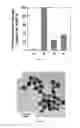 Fig. 13 - Colloidal suspension of gold nanoparticles