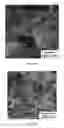 Fig. 16 - Colloidal suspension of gold nanoparticles