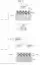 Fig. 02 - Wavelength conversion member, production method therefor, and light emitting device
