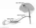 Fig. 01 - Neuron cultivation device, neuron cultivating method, cultivated neuron, analysis and identification of protein in axon bundle, and usage of cultivated neuron