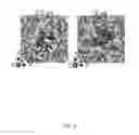 Fig. 07 - Nucleic acid and other compositions and methods for the modulation of cell membranes