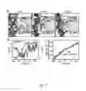 Fig. 08 - Nucleic acid and other compositions and methods for the modulation of cell membranes