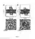 Fig. 10 - Nucleic acid and other compositions and methods for the modulation of cell membranes