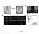 Fig. 24 - Nucleic acid and other compositions and methods for the modulation of cell membranes