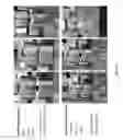 Fig. 03 - COMPOSITION AND METHODS FOR CULTURING RETINAL PROGENITOR CELLS
