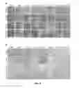 Fig. 08 - 3D label-free contactless formation of cellular structures and co-cultures through diamagnetophoresis