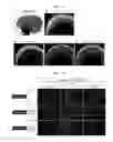Fig. 07 - Method for producing retinal tissue