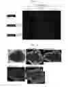 Fig. 08 - Method for producing retinal tissue