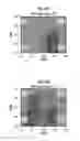 Fig. 15 - COMPOSITIONS AND METHODS FOR PERFORMING MAGNETIBUOYANT SEPARATIONS