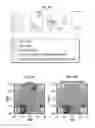 Fig. 16 - COMPOSITIONS AND METHODS FOR PERFORMING MAGNETIBUOYANT SEPARATIONS