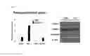Fig. 09 - Technique for Enhancing Stem Cell Regeneration Through Interaction of Vascular Endothelial Cell and Mesenchymal Stem Cell