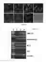 Fig. 07 - STEM CELL COMPOSITIONS AND METHODS OF PRODUCING STEM CELLS FOR THERAPEUTIC APPLICATIONS