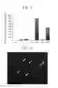 Fig. 02 - Pancreatic endocrine cells, method for producing same, and transdifferentiation agent