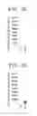 Fig. 06 - Pancreatic endocrine cells, method for producing same, and transdifferentiation agent