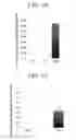 Fig. 08 - Pancreatic endocrine cells, method for producing same, and transdifferentiation agent