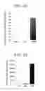 Fig. 09 - Pancreatic endocrine cells, method for producing same, and transdifferentiation agent