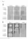 Fig. 02 - MEDIUM FOR CULTURING NAIVE PLURIPOTENT STEM CELLS AND METHOD FOR CULTURING PLURIPOTENT STEM CELLS