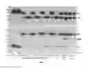 Fig. 07 - PROCESS FOR MAKING RECOMBINANT ANTIDOTE TO FACTOR XA INHIBITOR