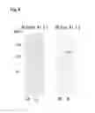 Fig. 08 - DNA sequence and expression vector for alginate lyase
