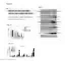 Fig. 02 - MIR-29 MIMICS AND USES THEREOF