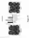 Fig. 97 - CONSTRUCT AND VECTOR FOR INTRAGENIC PLANT TRANSFORMATION