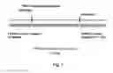 Fig. 09 - RNA CONSTRUCTS
