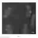 Fig. 03 - Methods for attaching cellular constituents to a matrix