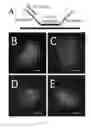 Fig. 04 - Methods for attaching cellular constituents to a matrix