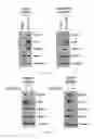 Fig. 06 - Biomarker for predicting sensitivity to EGFR-targeting agent, and use thereof