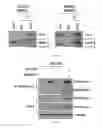Fig. 08 - Biomarker for predicting sensitivity to EGFR-targeting agent, and use thereof