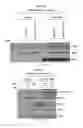 Fig. 12 - Biomarker for predicting sensitivity to EGFR-targeting agent, and use thereof