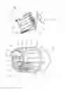 Fig. 02 - Leveling device for tiles