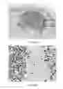 Fig. 30 - Quinone methide analog signal amplification