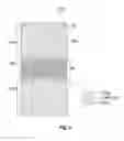 Fig. 03 - Flexible display